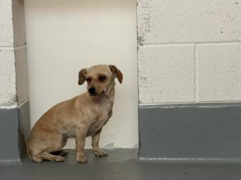 Chihuahua and Mixed Breed Dogs Available for Adoption in Visalia, California - A253276 | PetCurious