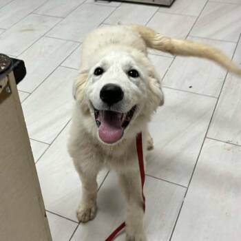 Moose -  Great Pyrenees Dog for Adoption in Lufkin, Texas - Moose | PetCurious