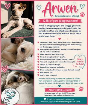 Arwen -  Terrier Dog for Adoption in Rockland, Wisconsin - Arwen | PetCurious