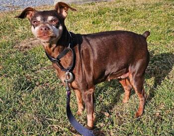 Miniature Pinscher Dogs Available for Adoption - Waffles | PetCurious