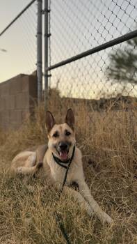 Lola -  German Shepherd Dog Dog for Adoption in Phoenix, Arizona - Lola | PetCurious