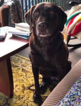 Milla -  Labrador Retriever Dog for Adoption in Cranbrook, British Columbia - Milla | PetCurious