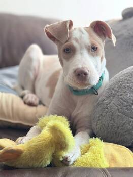 Juju -  Mixed Breed Dog for Adoption in Highland, New York - Juju | PetCurious