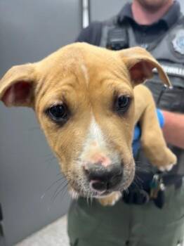 Pit Bull Terrier and Mixed Breed Dogs Available for Adoption in Gastonia, North Carolina - Mater | PetCurious