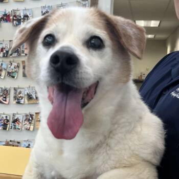 Beagle Dogs Available for Adoption - 70489 | PetCurious