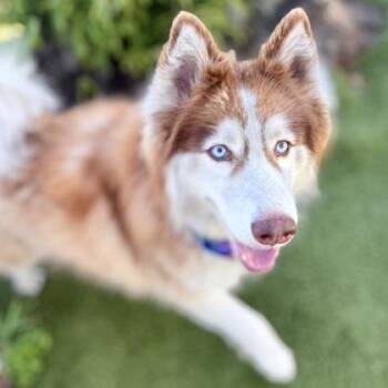 Siberian Husky and Mixed Breed Dogs Available for Adoption in Largo, Florida - Hiro | PetCurious