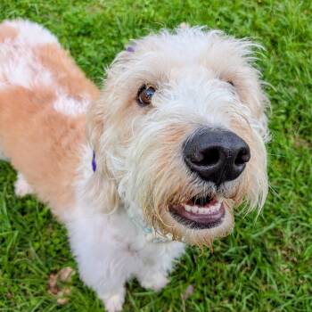 Poodle and Mixed Breed Dogs Available for Adoption in Houston, Texas - Lucky James | PetCurious