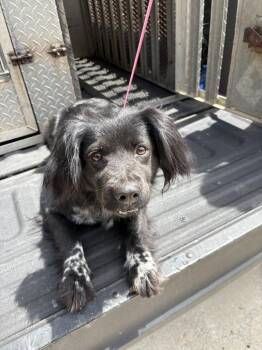 Spaniel Dogs Available for Adoption in Springfield, Georgia - Fawn | PetCurious