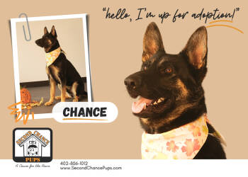 Rescue German Shepherd Dog Dogs for Adoption in Lincoln, Nebraska - Chance | PetCurious