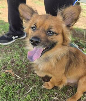 Pomeranian Dogs Available for Adoption in Garland, Texas - Mikko | PetCurious