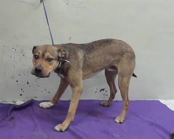 German Shepherd Dog and Mixed Breed Dogs Available for Adoption in Houston, Texas - AL | PetCurious