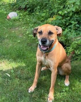 Fergus -  Hound Dog for Adoption in Chester, New Jersey - Fergus | PetCurious