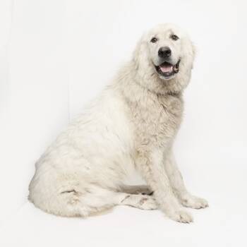 Rescue Great Pyrenees Dogs for Adoption in Franklin, Tennessee - Asriel | PetCurious