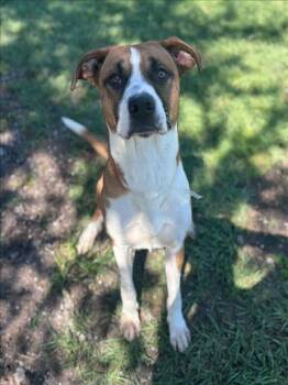 JACKSON -  Boxer and Mixed Breed Dog for Adoption in Conroe, Texas - JACKSON | PetCurious