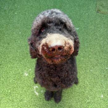 Squash 1479 -  Standard Poodle Dog for Adoption in Loxahatchee Groves, Florida - Squash 1479 | PetCurious