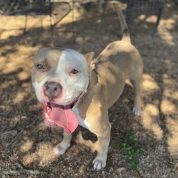 Rescue American Staffordshire Terrier Dogs for Adoption in Sugar Land, Texas - Amber | PetCurious