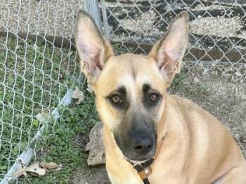 Rescue Mixed Breed Dogs for Adoption in Georgetown, Texas - Shy Luv | PetCurious