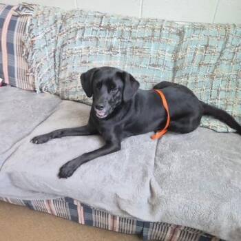 Black Labrador Retriever Dogs Available for Adoption in Manhasset, New York - Jinxie | PetCurious