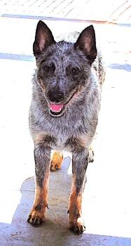 Jam -  Australian Cattle Dog Blue Heeler Dog for Adoption in Las Vegas, Nevada - Jam | PetCurious