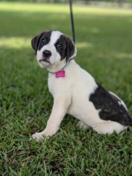 Nolan -  Great Pyrenees and Mixed Breed Dog for Adoption in Aiken, South Carolina - Nolan | PetCurious