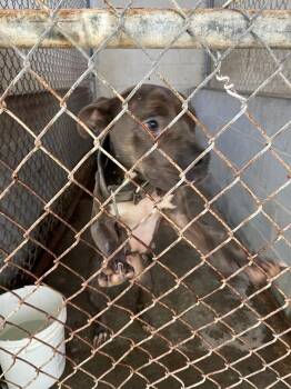 Terrier Dogs Available for Adoption - Ida | PetCurious