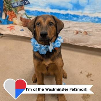 Henry J Waternoose -  Shepherd and Mixed Breed Dog for Adoption in Fort Collins, Colorado - Henry J Waternoose | PetCurious