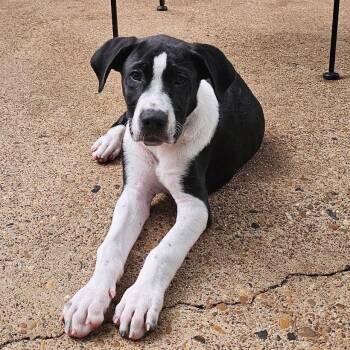 Labrador Retriever Dogs Available for Adoption in Sterling, Massachusetts - Booker - 3 Months ( Avail 6/4) | PetCurious