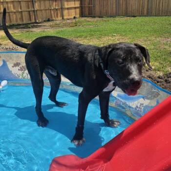 Cody -  Mixed Breed Dog Available for Adoption in Waxahachie, Texas - Cody | PetCurious