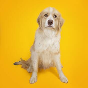 Rescue Australian Shepherd and Great Pyrenees Dogs for Adoption in Franklin, Tennessee - Maverick | PetCurious
