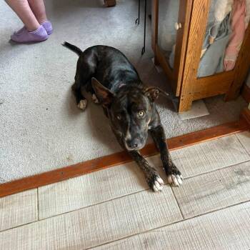 Mollie -  Hound and Mixed Breed Dog for Adoption in Shorewood, Illinois - Mollie | PetCurious