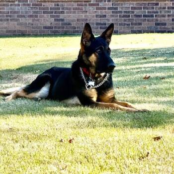Rescue German Shepherd Dog Dogs for Adoption in Tulsa, Oklahoma - Sasha | PetCurious