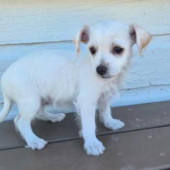 Gingersnap -  Terrier and Chihuahua Dog for Adoption in Prescott, Arizona - Gingersnap | PetCurious