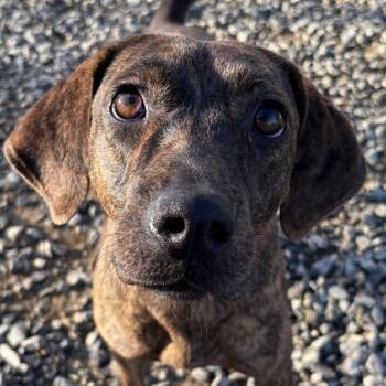 Rescue Plott Hound Dogs for Adoption in Chuckey, Tennessee - Lily | PetCurious