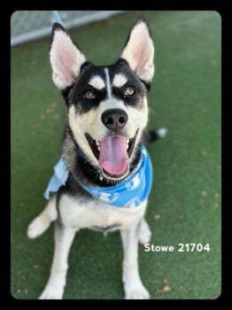 Oreo/stowe(76) -  Siberian Husky Dog for Adoption in Marietta, Georgia - Oreo/stowe(76) | PetCurious