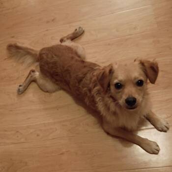 Colby Jack -  Spaniel and Mixed Breed Dog for Adoption in Waterford, New Jersey - Colby Jack | PetCurious