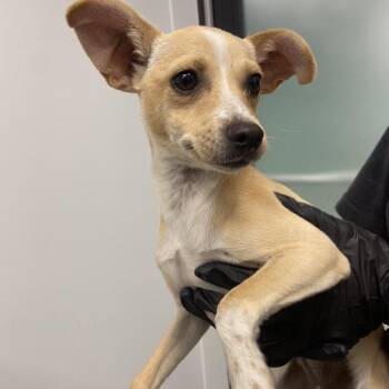 Sienna -  Chihuahua Dog Available for Adoption in Abilene, Texas - Sienna | PetCurious