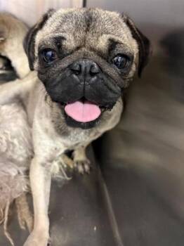 61181825 -  Pug and Mixed Breed Dog for Adoption in El Paso, Texas - 61181825 | PetCurious