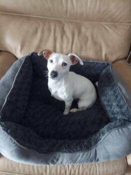 Lilly -  Jack Russell Terrier Dog for Adoption in Oakland, California - Lilly | PetCurious