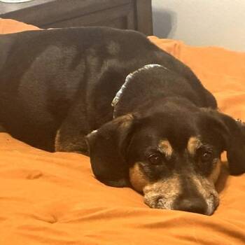 Daisy Mae -  Beagle and Mixed Breed Dog for Adoption in Wichita, Kansas - Daisy Mae | PetCurious