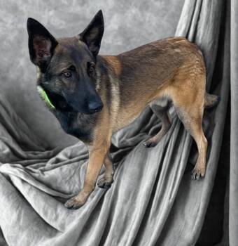 Creed -  Belgian Shepherd Malinois and German Shepherd Dog Dog for Adoption in Kuna, Idaho - Creed | PetCurious