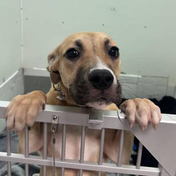Mixed Breed Dogs Available for Adoption in Charleston, West Virginia - Georgette | PetCurious