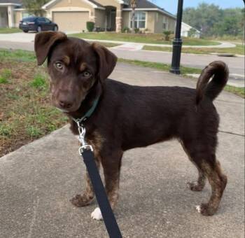 Labrador Retriever and Doberman Pinscher Dogs Available for Adoption - Emerald | PetCurious