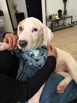 Dune -  Labrador Retriever Dog for Adoption in Austin, Texas - Dune | PetCurious