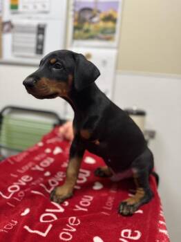 Bart -  Doberman Pinscher Dog for Adoption in Vancouver, Washington - Bart | PetCurious