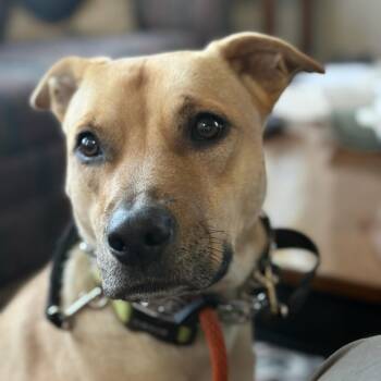 Mixed Breed Dogs Available for Adoption - Gracie | PetCurious