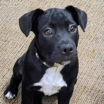 Atlas -  Black Labrador Retriever Dog for Adoption in Aurora, Nebraska - Atlas | PetCurious
