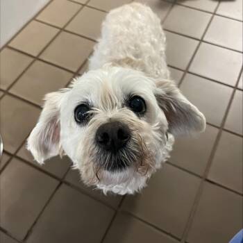 Mixed Breed Dogs Available for Adoption - Ezekiel | PetCurious