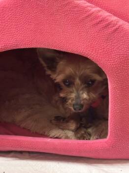 Yorkshire Terrier Dogs Available for Adoption - Frosty | PetCurious