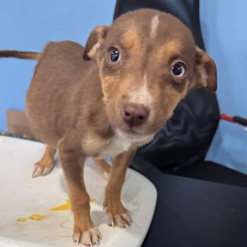Chihuahua and Mixed Breed Dogs Available for Adoption in Lynchburg, Virginia - Daphne | PetCurious