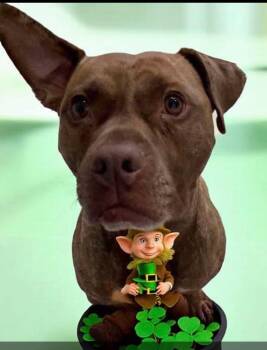 Rescue American Staffordshire Terrier Dogs for Adoption in Pleasant Ridge, Michigan - Nelly | PetCurious